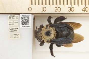 Media type: image;   Entomology 810661 Aspect: labels